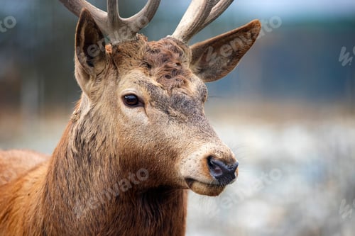 Preview: Red deer portrait