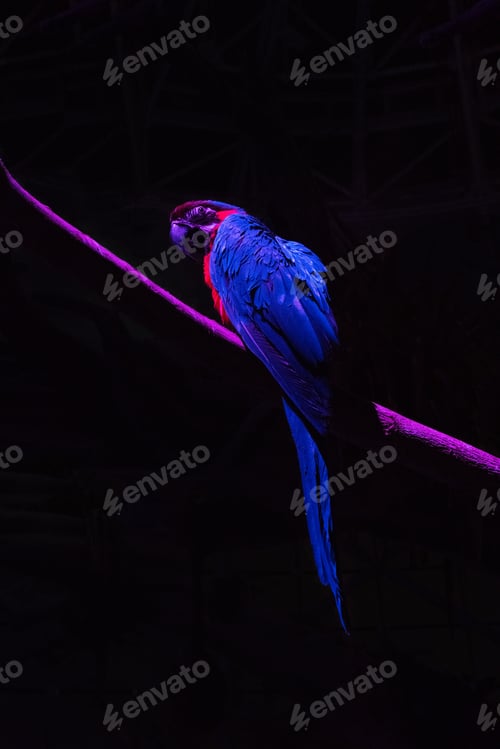Preview: Colorful Macaw parrot in the dark