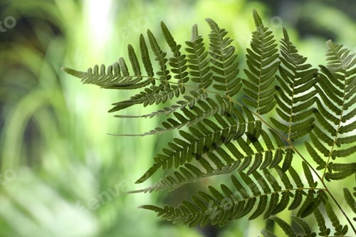 Preview: Beautiful tropical fern leaf on blurred background