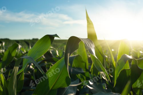 Preview: Green field of young maize stalks under blue sky in Ukraine