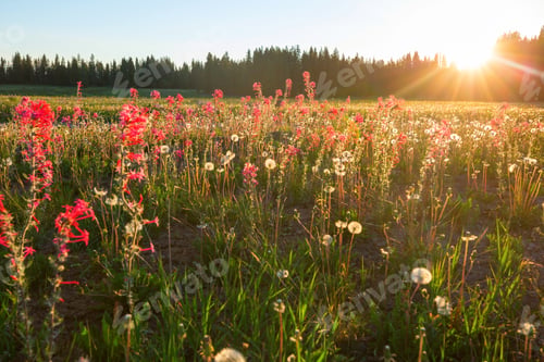 Preview: Mountains meadow