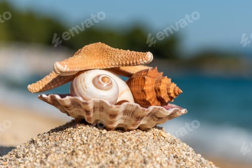 Preview: Seashells on the sand by the sea on a sunny day