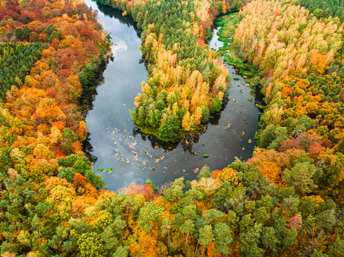 Preview: Yellow forest and river in autumn, Poland