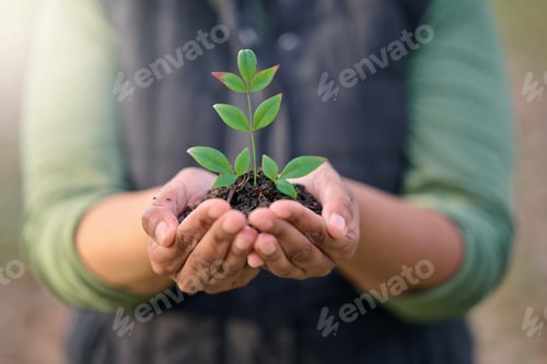 Preview: Earth day, nature plant or hands of person with new tree life, green leaf or support agriculture su