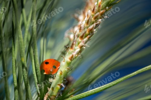 Preview: Small cute little ladybug on a maritime pine branch under the sunlight