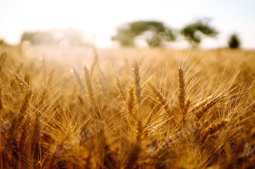 Preview: Sunset wheat golden field in the evening. Growth nature harvest. Agriculture farm.