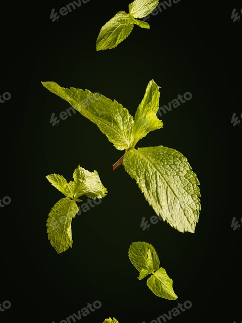 Preview: Mint flying in the air isolated on black background. Food levitation