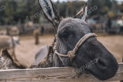Preview: Cute donkeys at the cattle farm