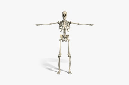 Preview: Skeleton with outstretched arms