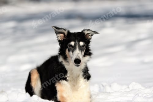 Preview: Large Russian sighthound dog poses proudly against a peaceful wintery backdrop