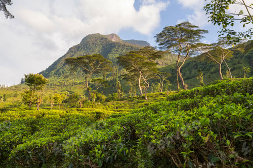 Preview: Mountains on Sri Lanka