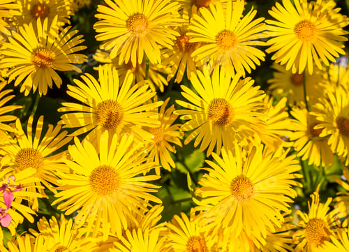 Preview: Doronicum Orientale . Leopard's bane. Yellow Daisy spring flower. Flowering Oriental leopard's bane