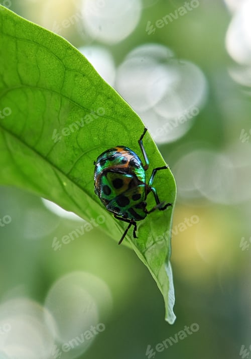 Preview: Jewel bugs or metallic shield bug