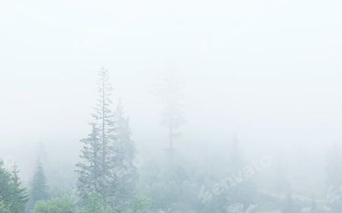 Preview: coniferous forest in fog