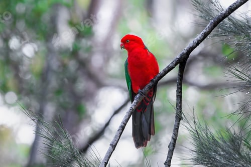 Preview: Male King Parrot in full breeding plumage