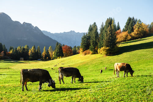 Preview: Cows in italian Dolomite Alps at autumn time