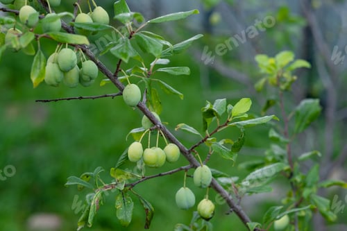 Preview: unripe plum on a branch close-up