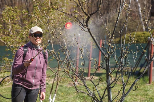 Preview: A woman works in the spring garden and spray with a rechargeable sprayer chemicals against pests