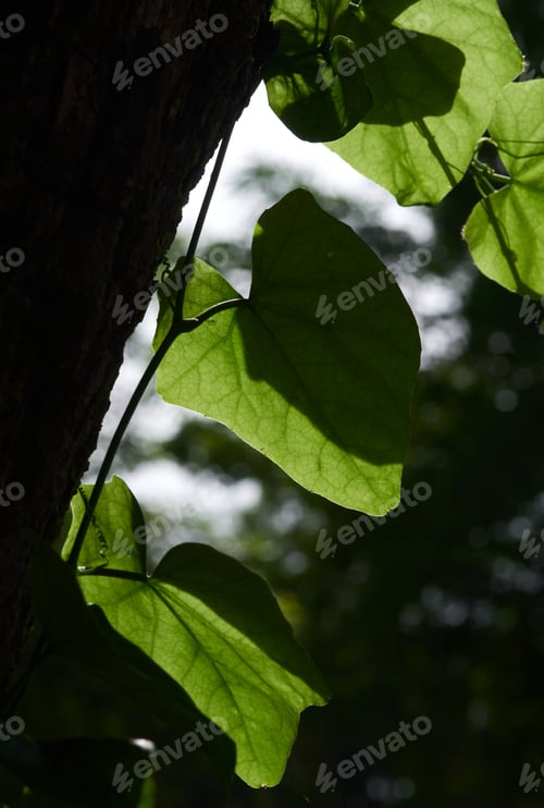 Preview: Green leaves with the sunlight