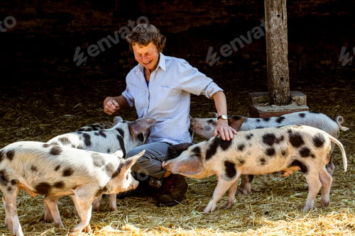 Preview: Senior woman kneeling in barn with Gloucester Old Spot pigs.
