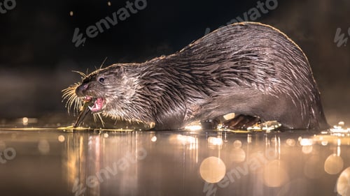 Preview: European Otter eating fish at night