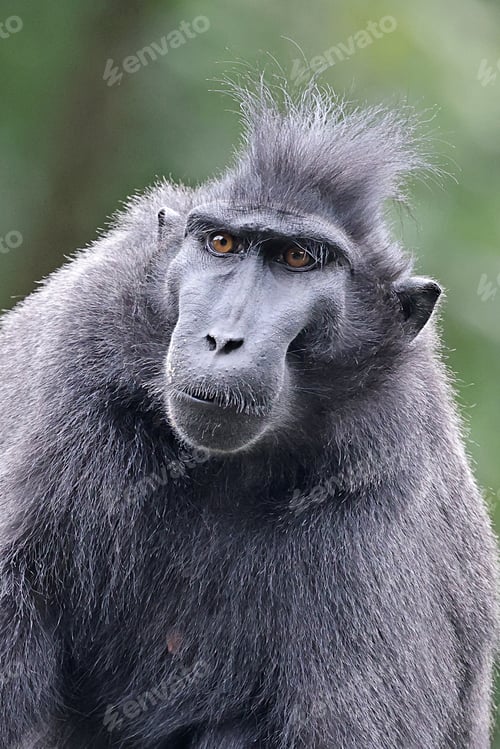 Preview: Crested Macaque (Macaca Nigra) in natural habitat
