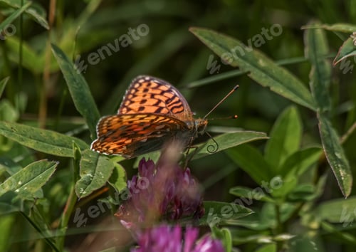 Preview: Butterfly in the grass