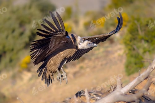 Preview: Griffon vulture flying and landing