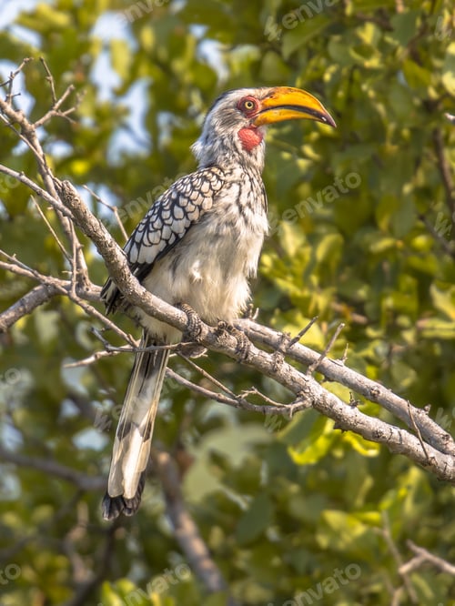 Preview: Southern yellow billed hornbill in tree