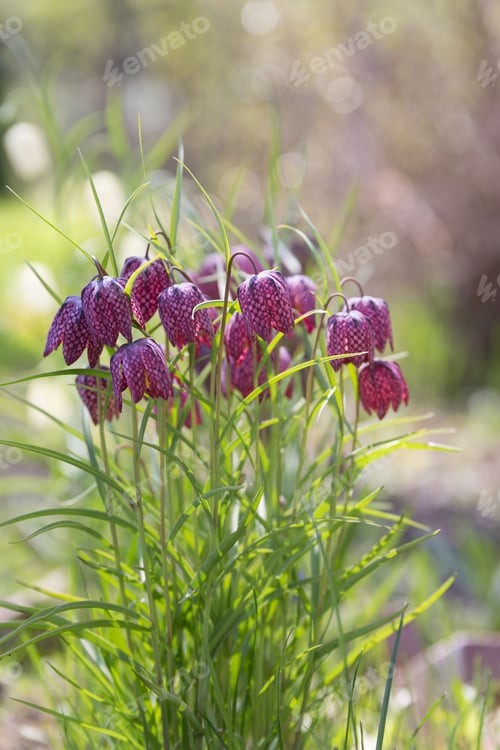 Preview: Flowering fritillaria with drops of dew in the spring garden