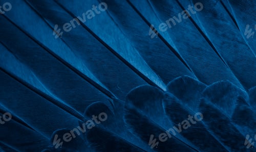 Preview: blue feather pigeon macro photo. texture or background