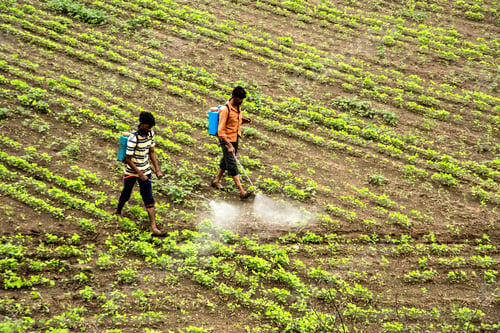 Preview: Indian farmer spraying pesticide in soybean fields.