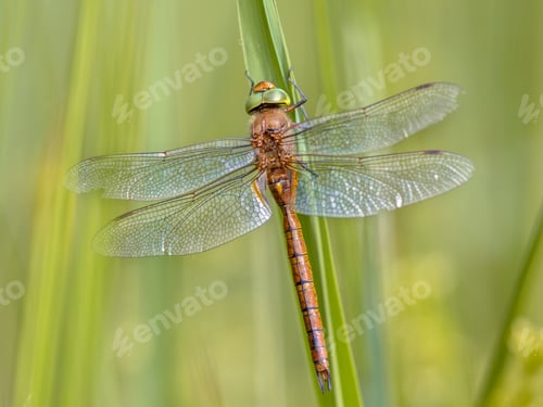 Preview: Green eyed hawker resting on reed