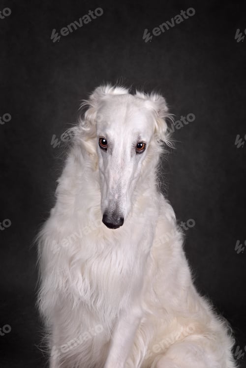 Preview: Majestic Borzoi Dog with Elegant White Fur