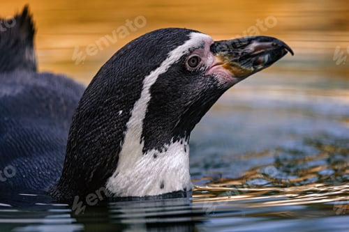 Preview: Close-up of a penguin swimming in water.
