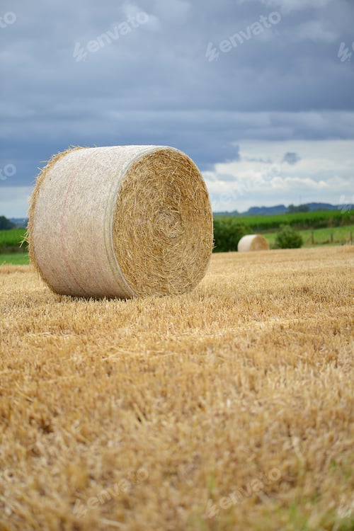 Preview: Round Haystack on golden field in countryside early in the morning