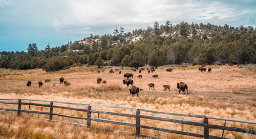 Preview: Buffalo farm on the way to Zion National Park, Utah. United States