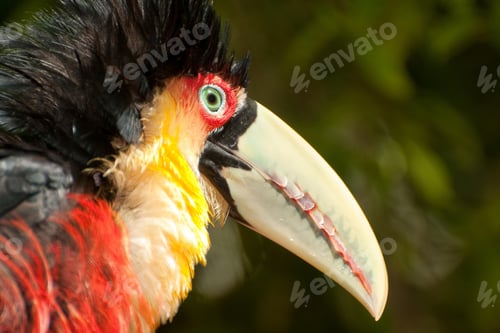 Preview: toucan, bird, colours, tropics