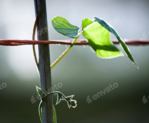 Preview: A runner bean leaf on a stem