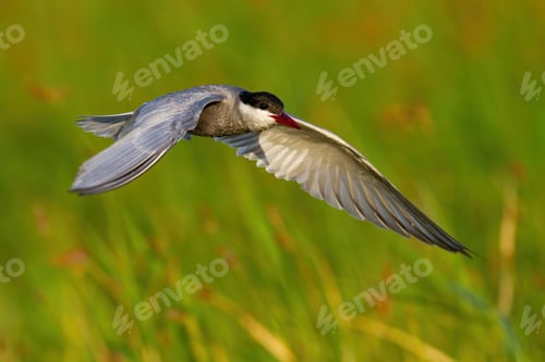 Preview: Common tern landing in wetland in sunny summer nature