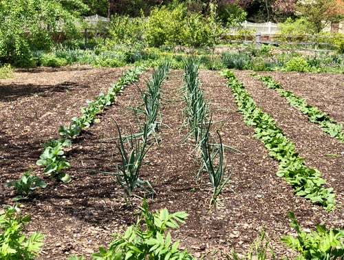 Preview: Rows of vegetable garden crops sprouting