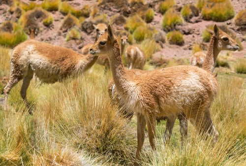 Preview: Guanaco