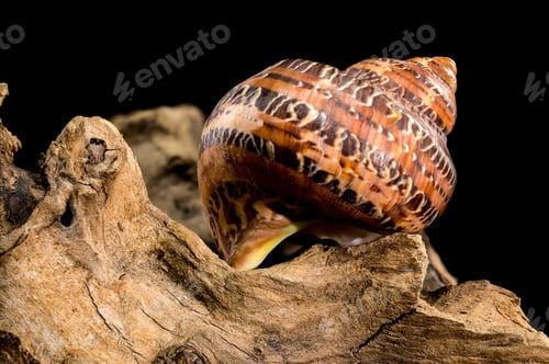 Preview: Seashell on Piece of Wood Against Dark Background