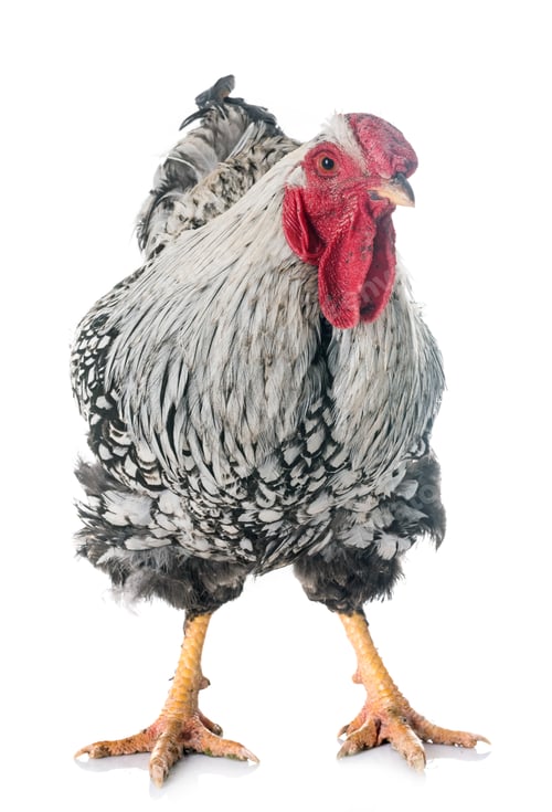 Preview: silver-laced Wyandotte chicken