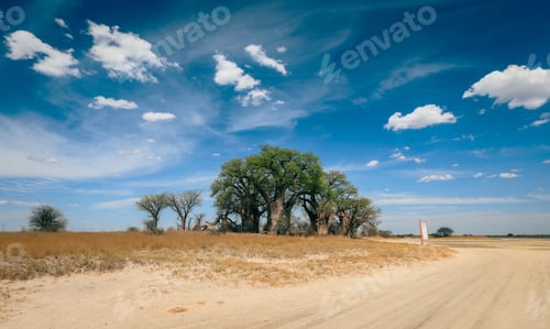 Preview: Ancient baobab trees stand proudly in the Botswana landscape under a vast blue sky