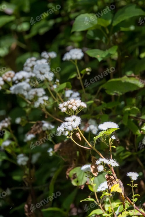 Preview: Vibrant blooming flowers surrounded by lush green leaves