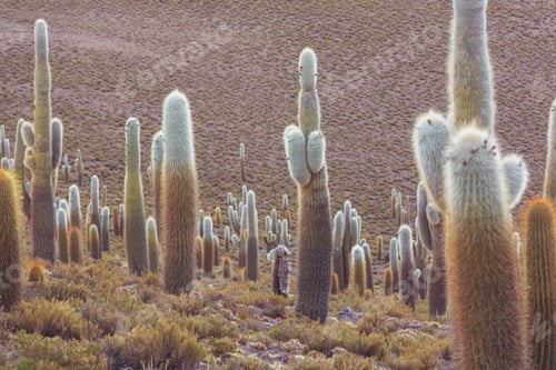 Preview: Cactus in Chile