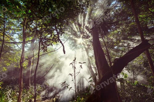 Preview: Sunny beams