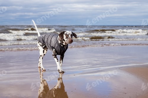 Preview: Dalmatian dog walking through water, lake wearing a warm dog coat . Puppy wearing waterproof coat