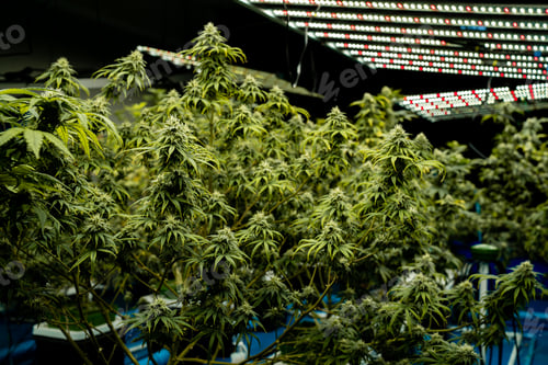 Preview: A large field of marijuana plants with green leaves